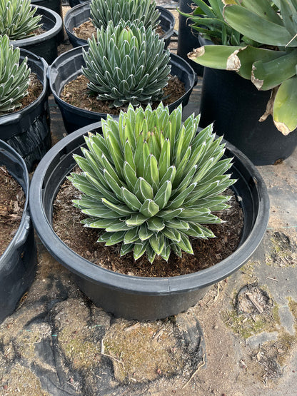 Queen Victoria Agave