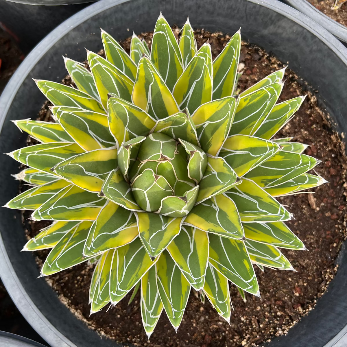 Variegated Queen Victoria