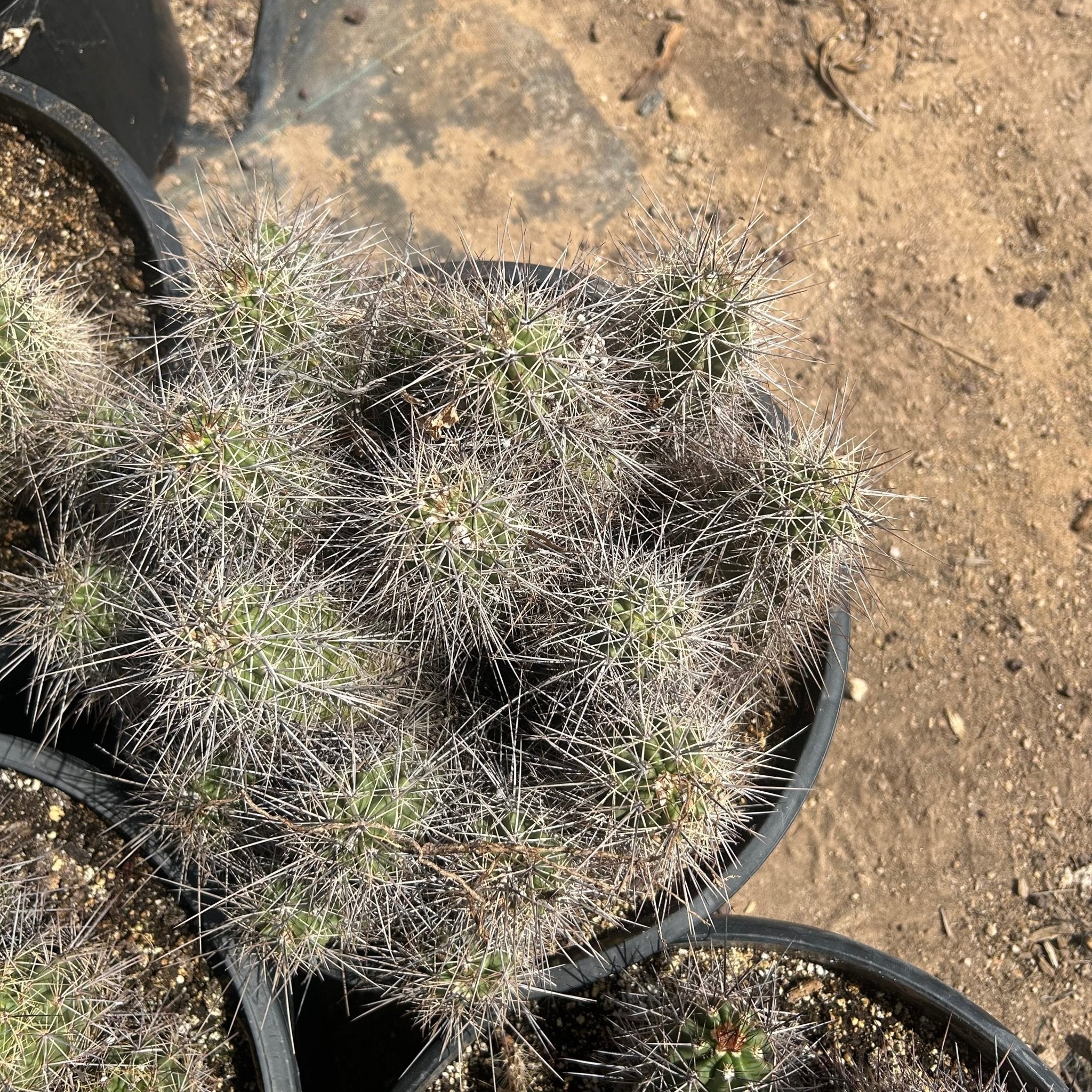 Buy Claret Cup Cactus Phoenix, AZ | E. triglochidiatus | Three