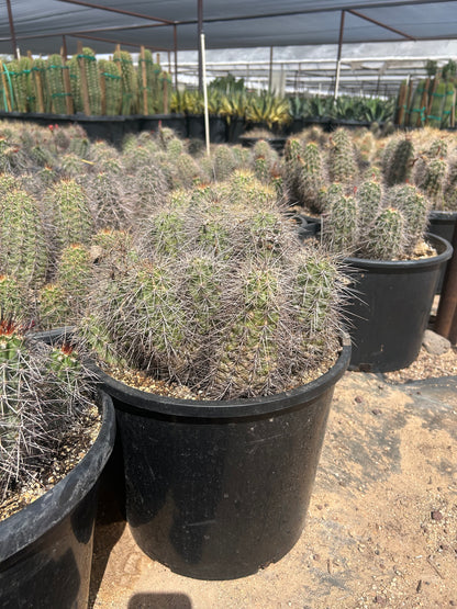 7 gallon Claret Cup Cactus (Echinocereus triglochidiatus) in nursery pot — Phoenix, AZ