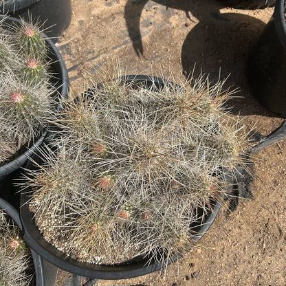 7 gallon Strawberry Hedgehog Cactus (Echinocereus engelmannii) in nursery pot — Phoenix, AZ