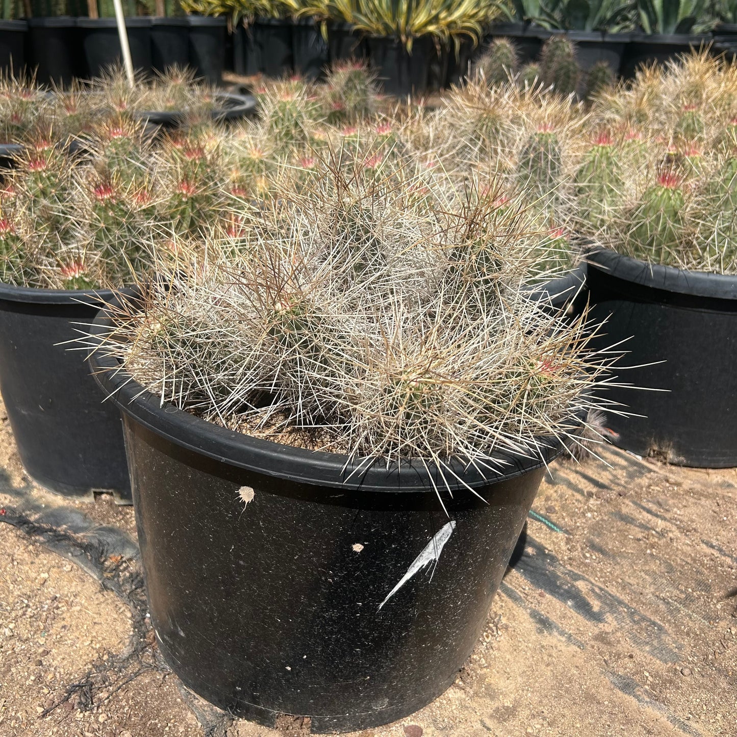 7 gallon Strawberry Hedgehog Cactus (Echinocereus engelmannii) in nursery pot — Phoenix, AZ