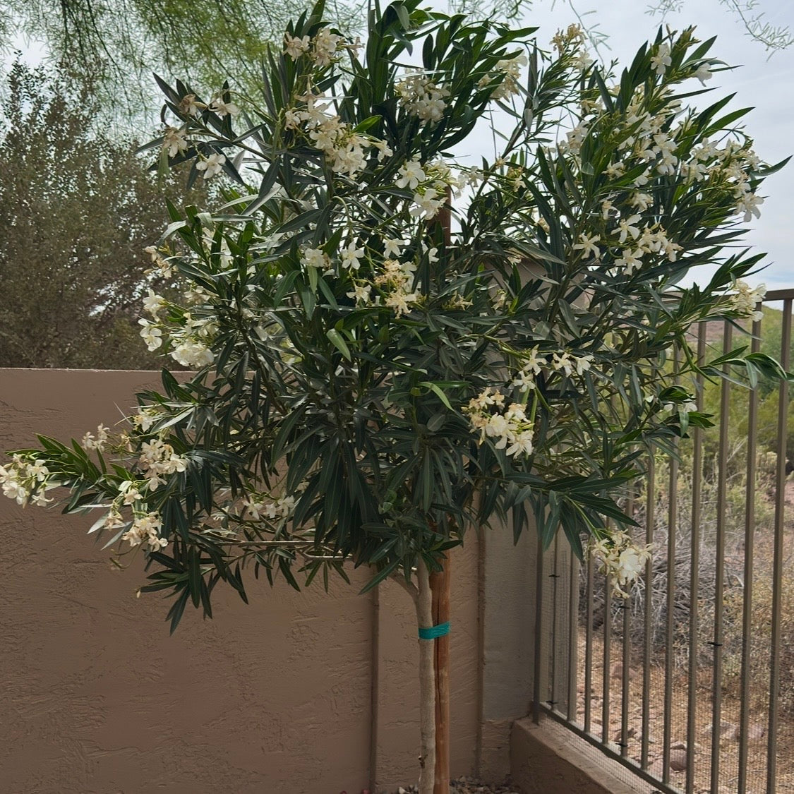 White Oleander Tree
