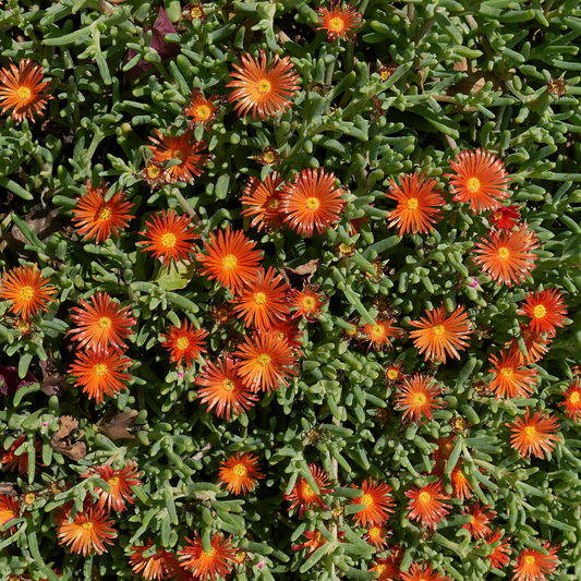 AZ Ice Plant-Copper