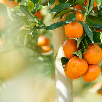 AZ Sweet Orange Tree (Citrus sinensis) with ripe oranges on branch — Phoenix, AZ