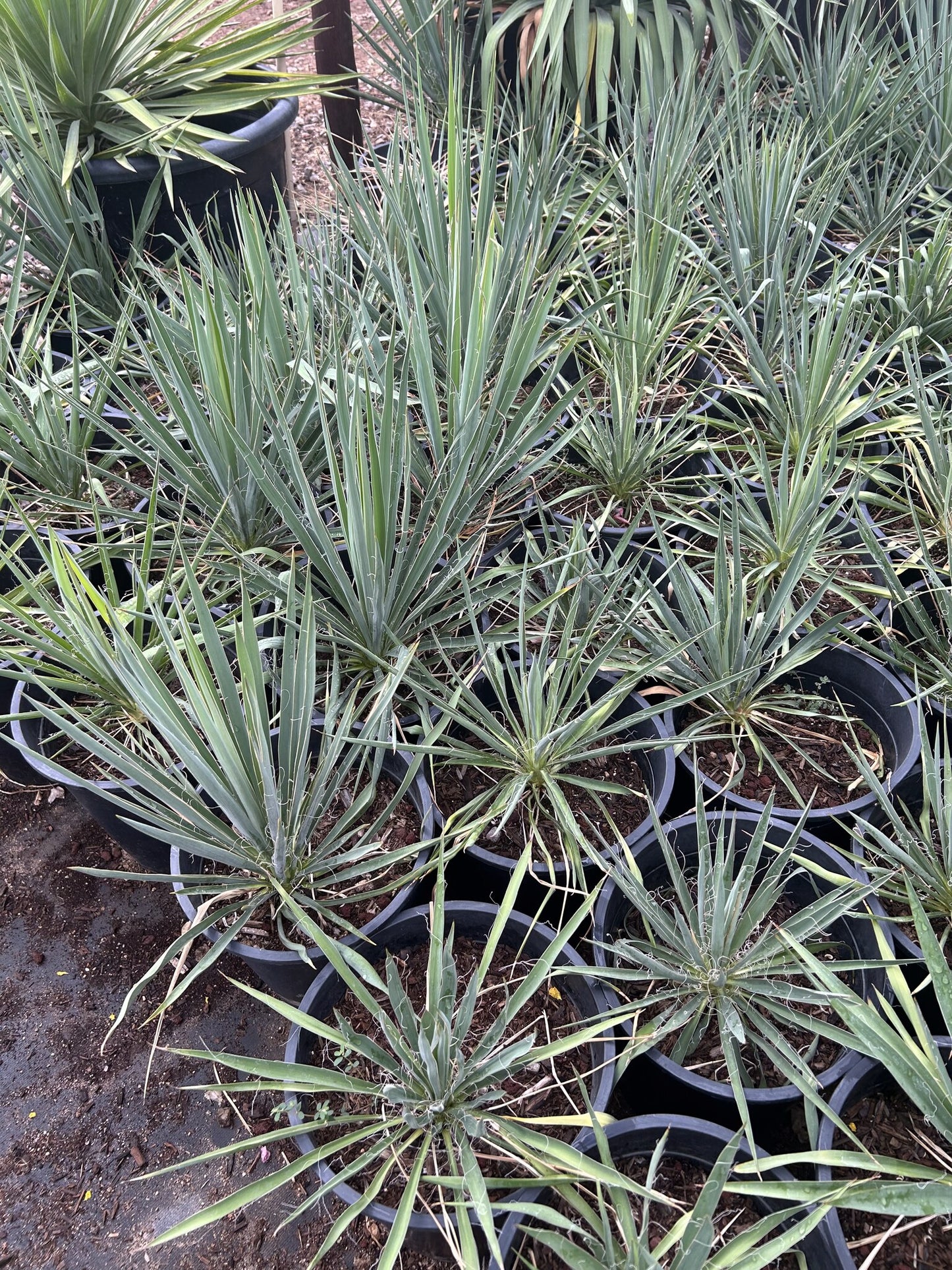 Adams Needle Yucca - 3/5 Gallon