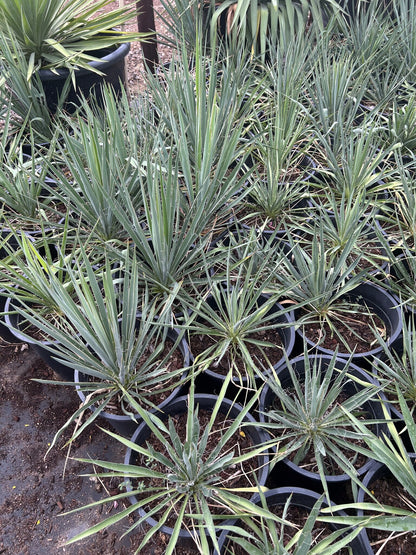 Adams Needle Yucca - 3/5 Gallon