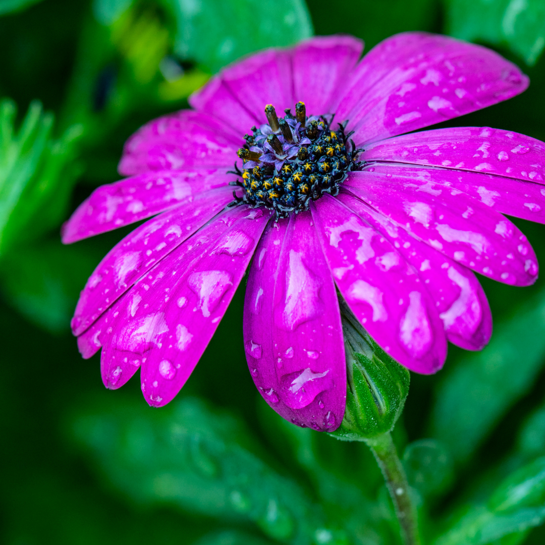 African Daisy-Purple