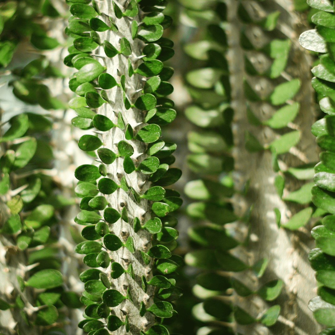 ocotillo succulent Buy African Ocotillo Phoenix, AZ | Alluaudia procera
