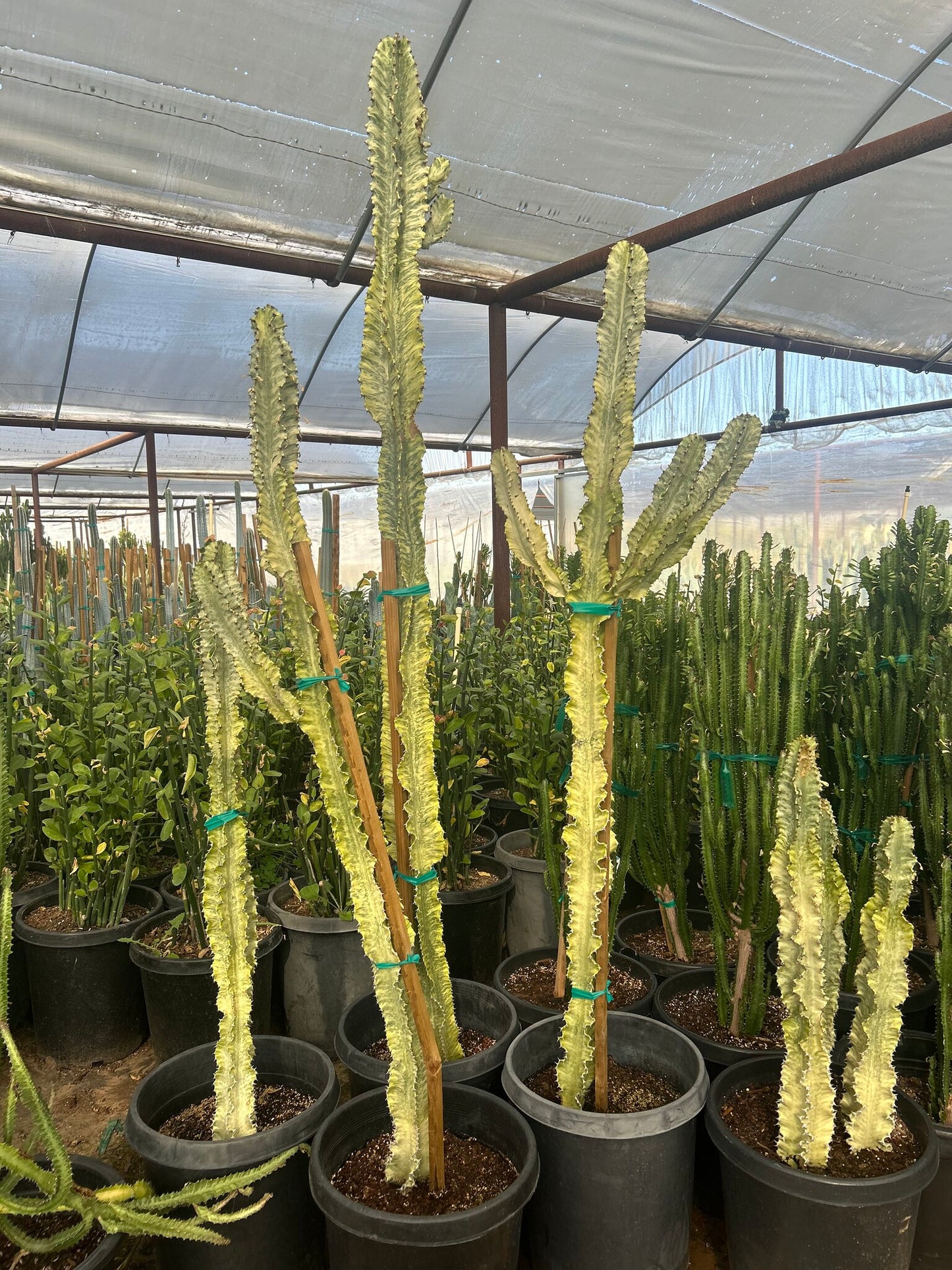 African Candelabra - 10/15 Gallon