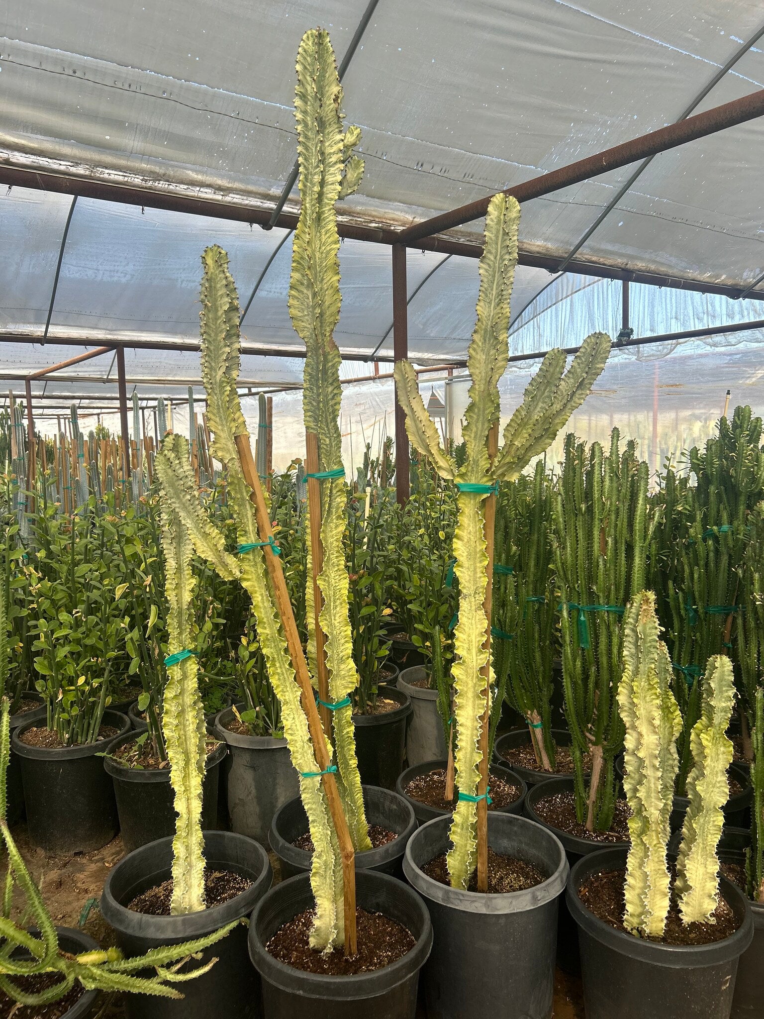 African Candelabra - 10/15 Gallon