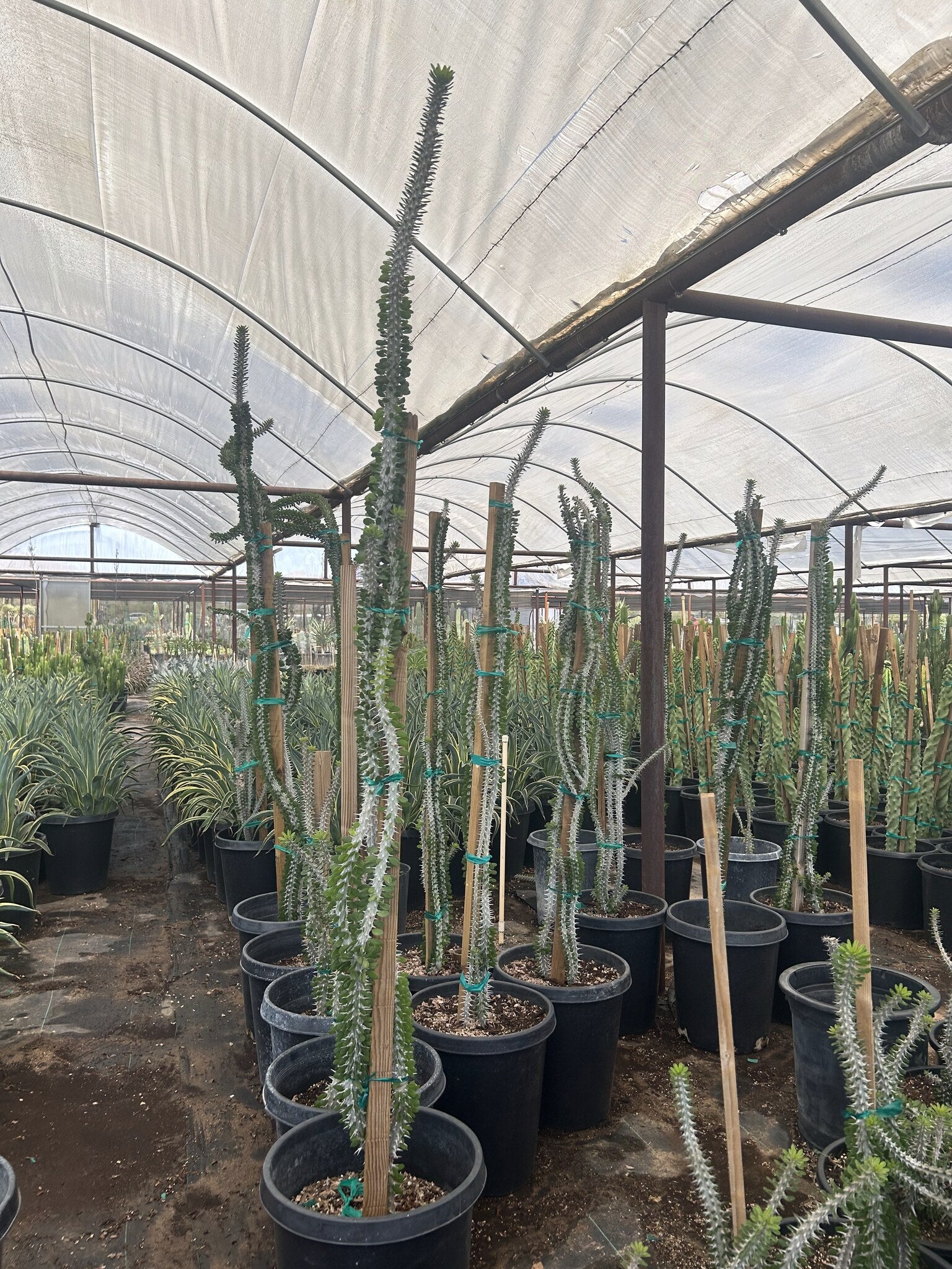 Buy African Ocotillo Phoenix, AZ | Alluaudia procera | Three