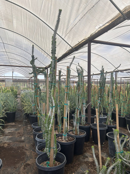African Ocotillo
