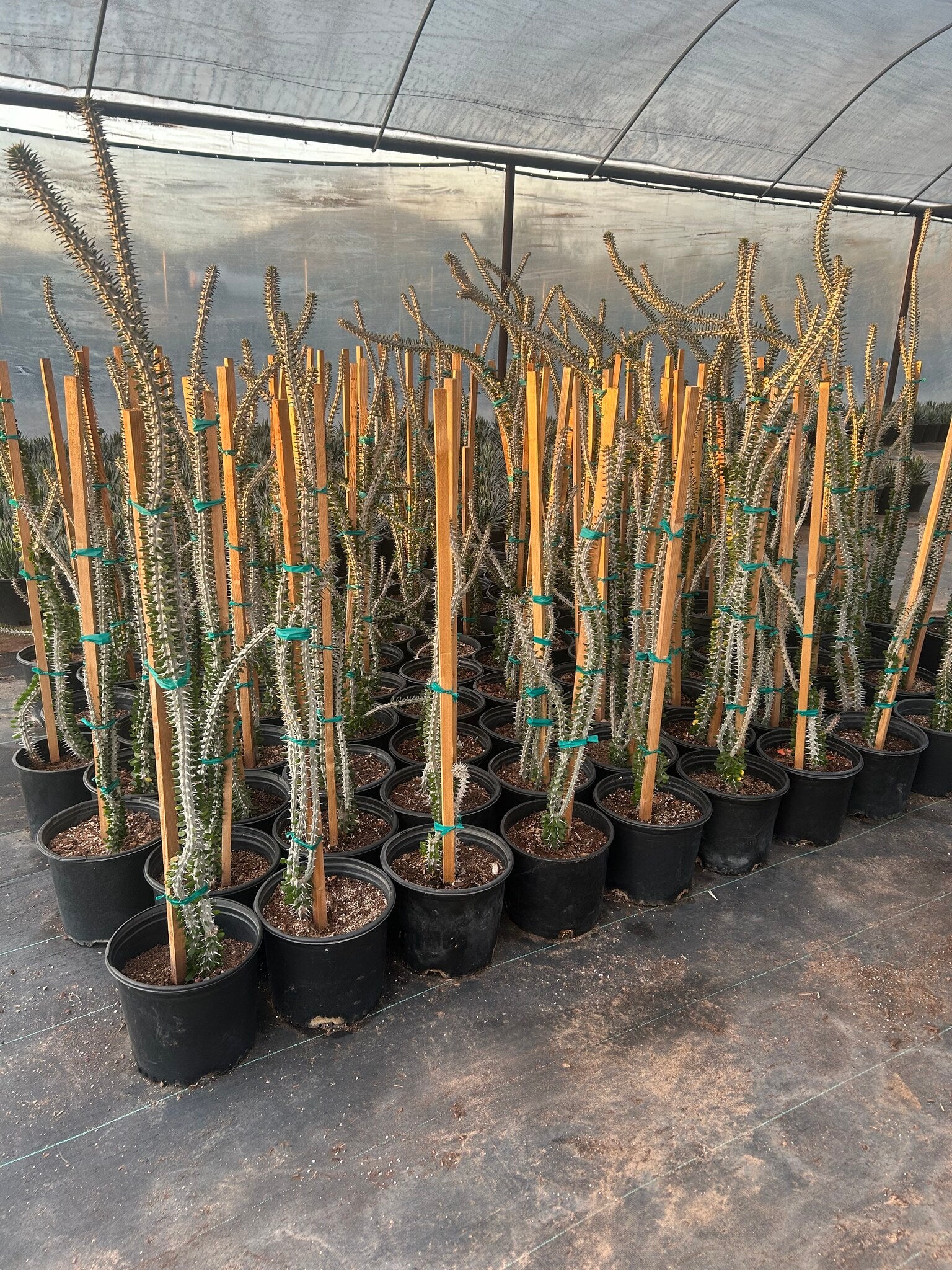 African Ocotillo - 3-5 Gallon