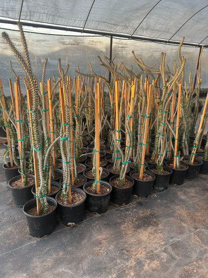 African Ocotillo - 3-5 Gallon