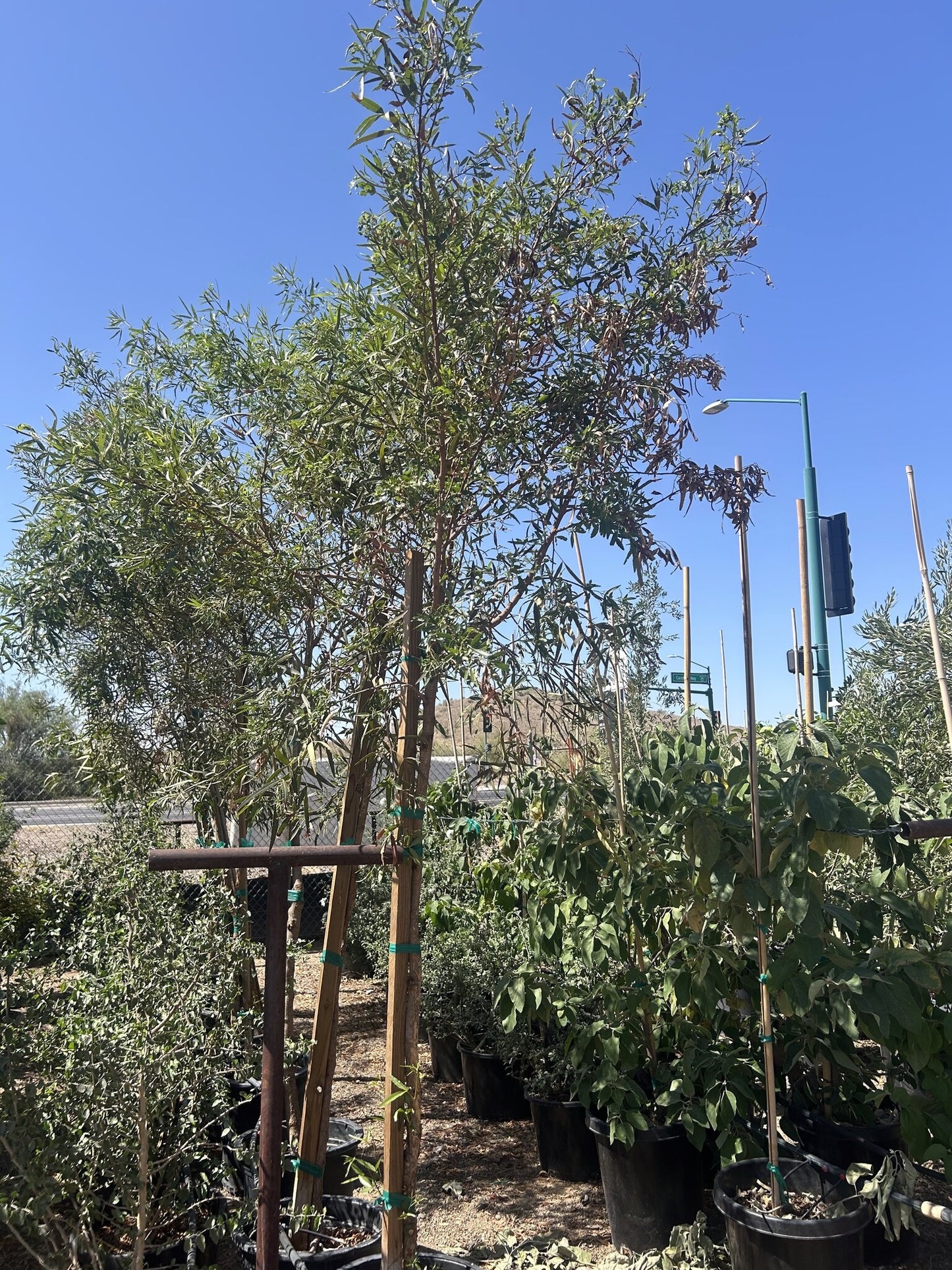 African Sumac