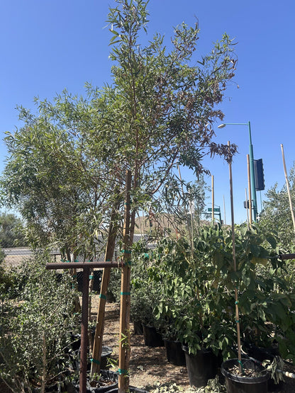 African Sumac