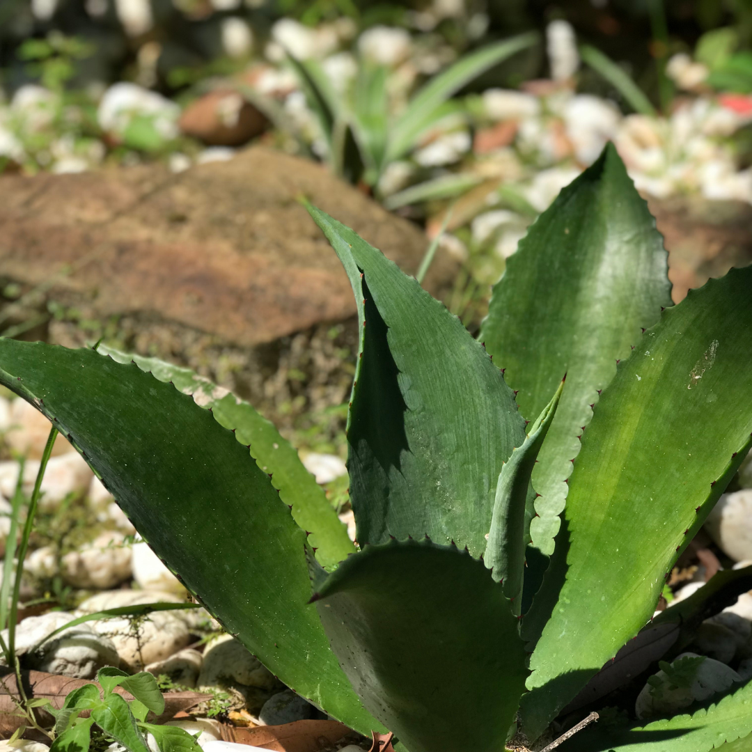 Agave Chiapensis