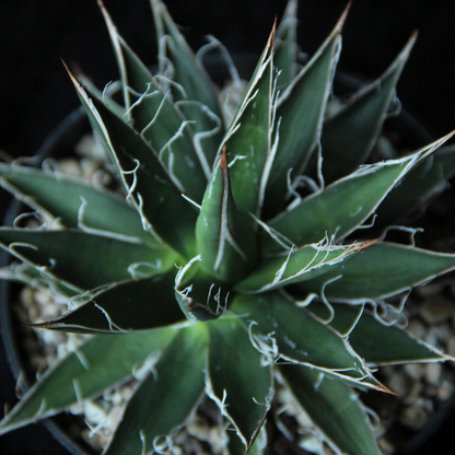 Agave Filifera