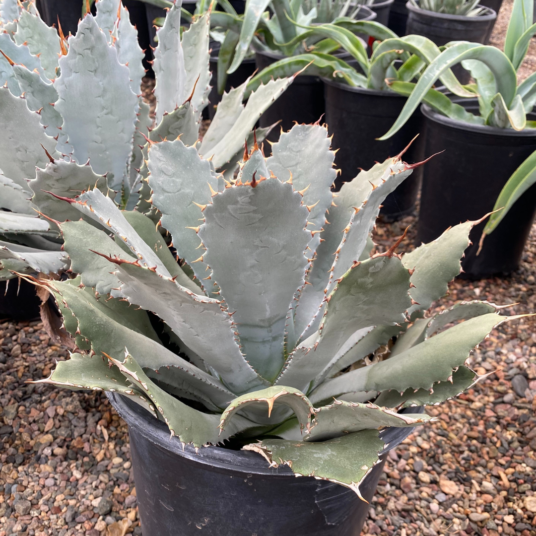 Agave Guadalajarana