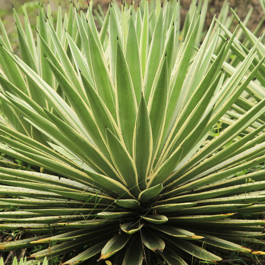 Agave Sisalana-variegated