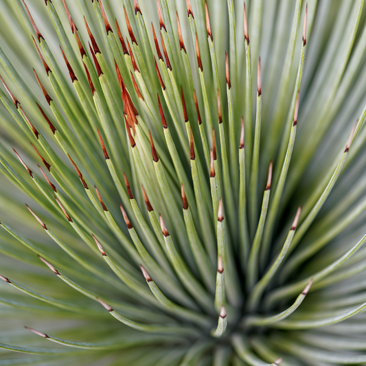 Agave Striata