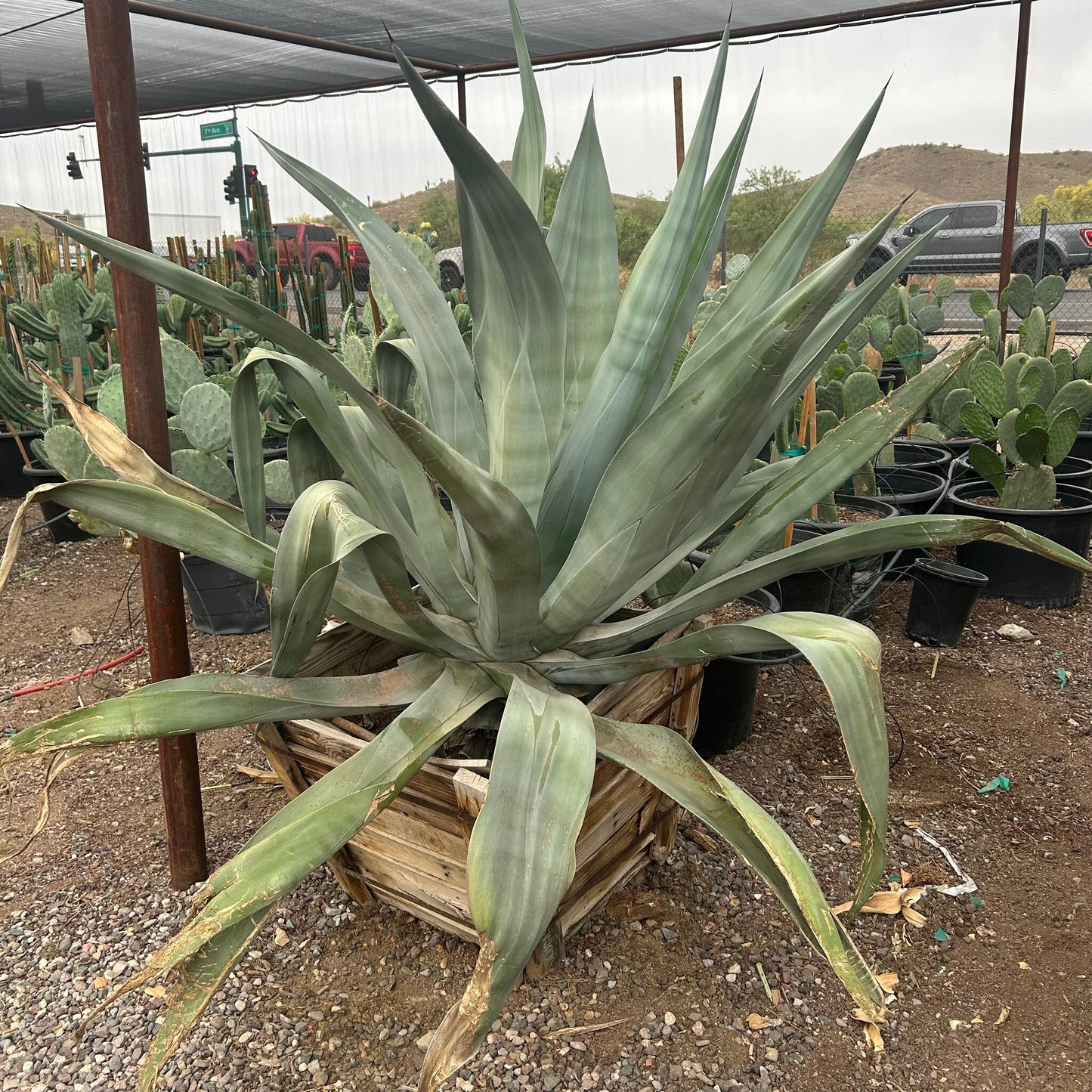 Agave Big Boy CCF - 30in Box