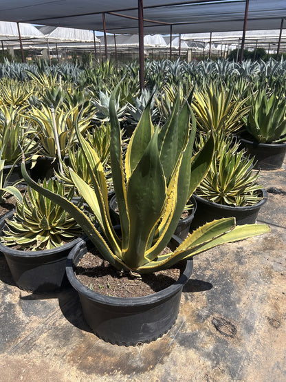 Agave 'Butterfingers' - 24"/25 Gallon