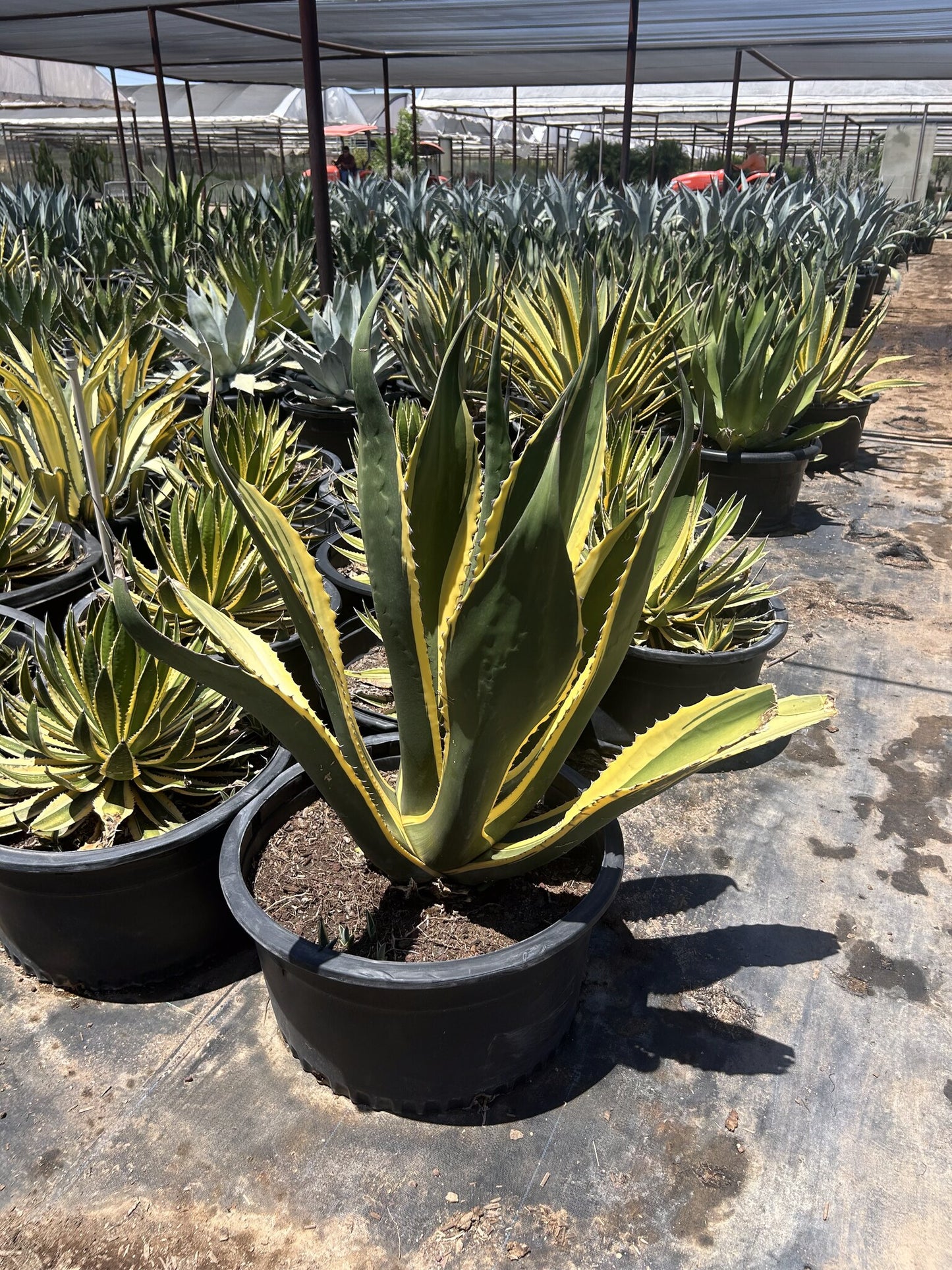 Agave 'Butterfingers'