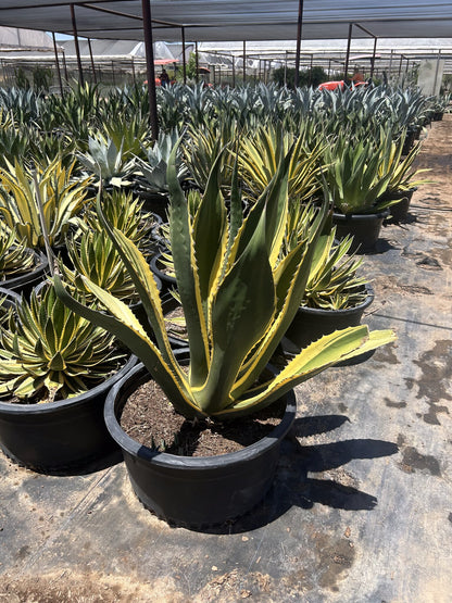 Agave 'Butterfingers'