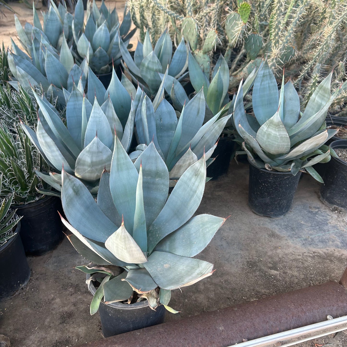 1 gallon Agave Celsii Nova (Agave celsii 'Nova') in nursery pot — Phoenix, AZ