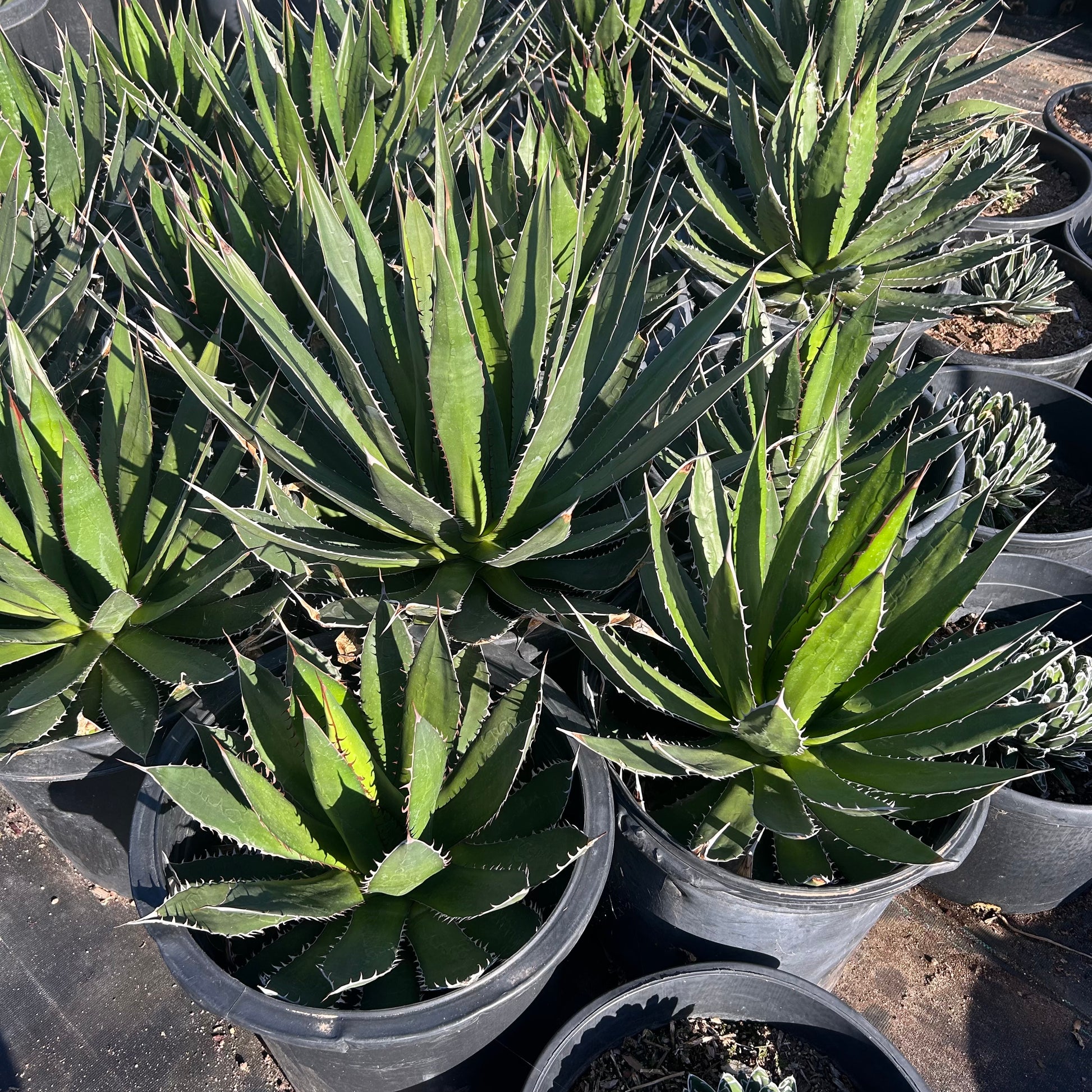 15 gallon Agave Horrida (Agave horrida) in nursery pot — Phoenix, AZ