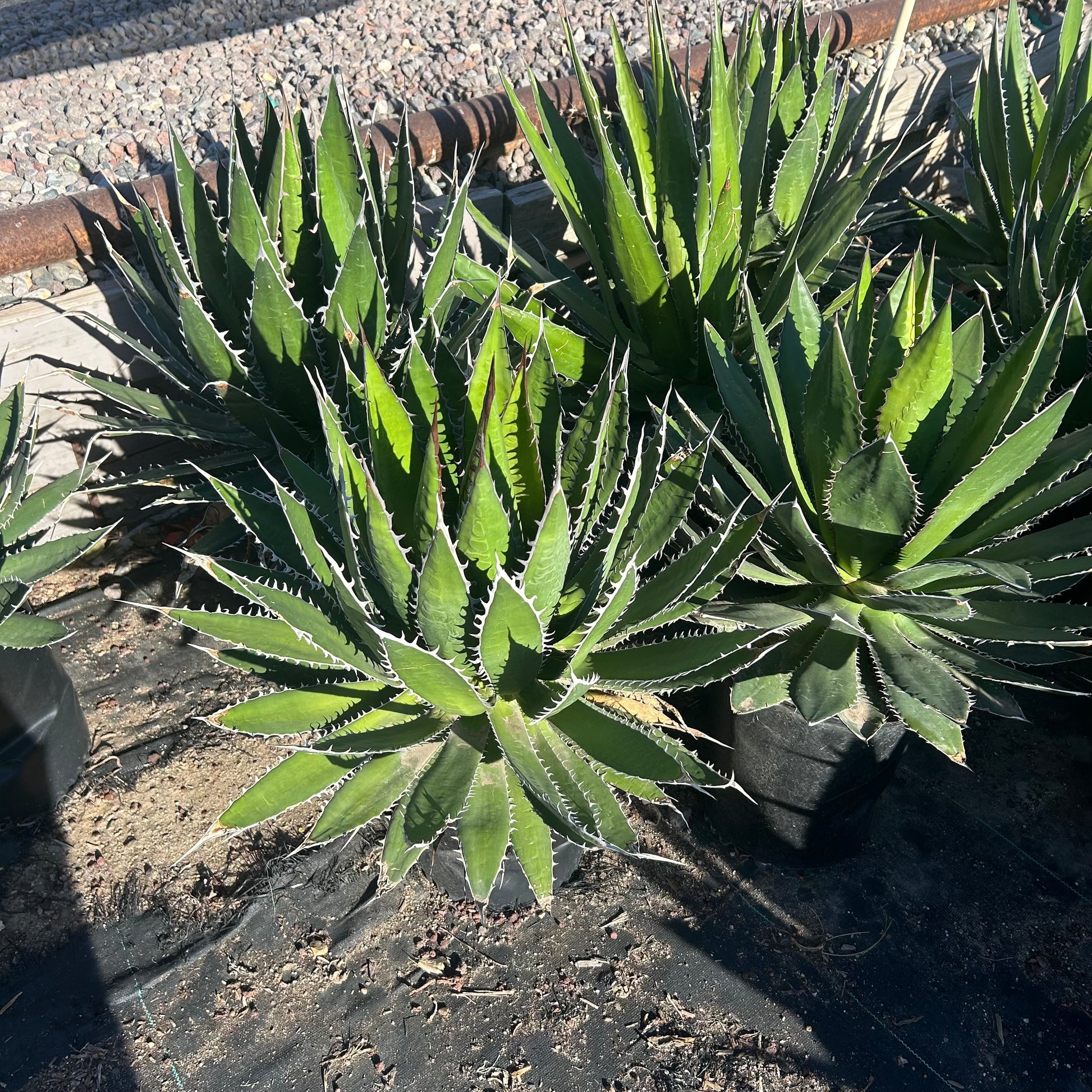 5 gallon Agave Horrida (Agave horrida) in nursery pot — Phoenix, AZ