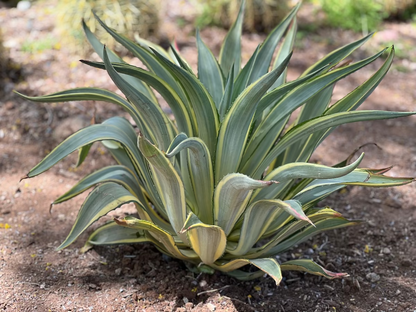 Margarita Agave CCF