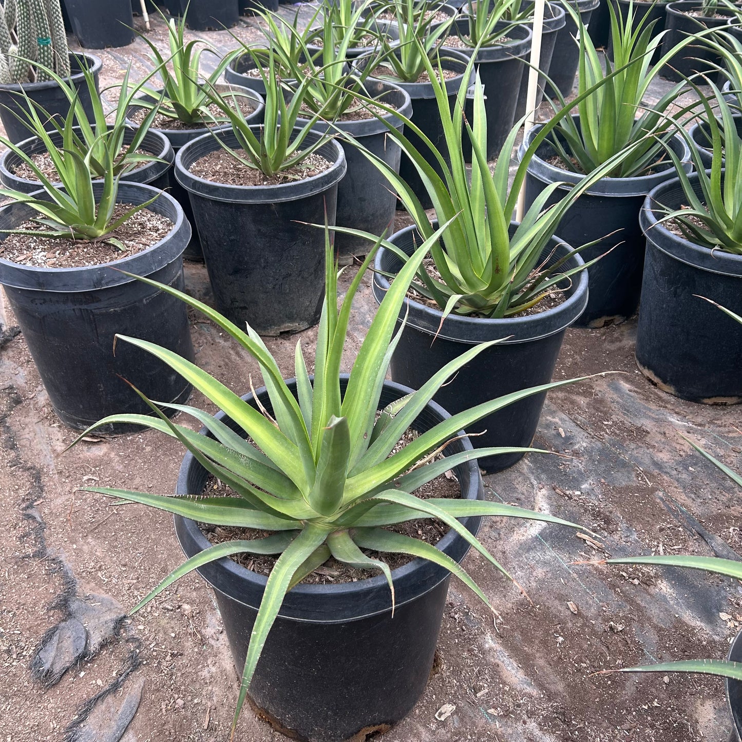 15 gallon Agave Mateo (Agave 'Mateo') in nursery pot — Phoenix, AZ
