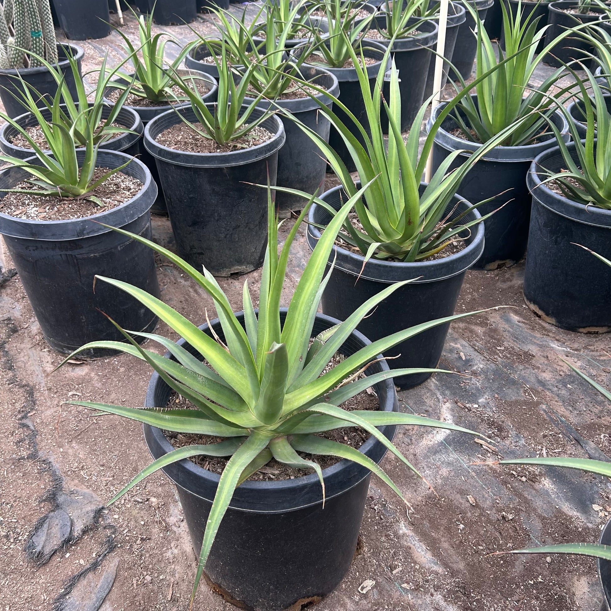 15 gallon Agave Mateo (Agave 'Mateo') in nursery pot — Phoenix, AZ
