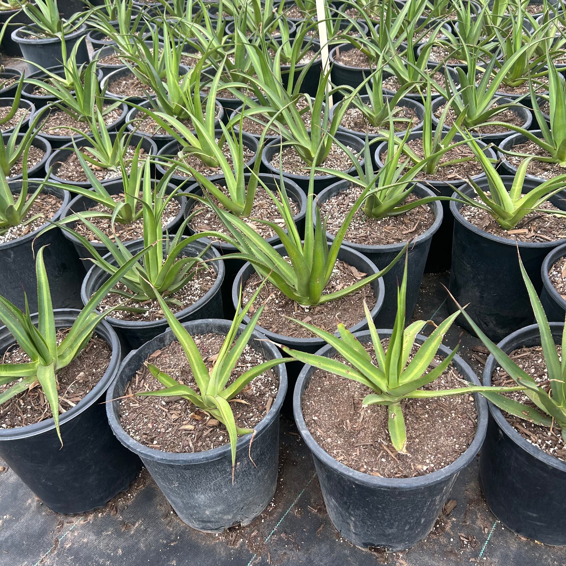 5 gallon Agave Mateo (Agave 'Mateo') in nursery pot — Phoenix, AZ