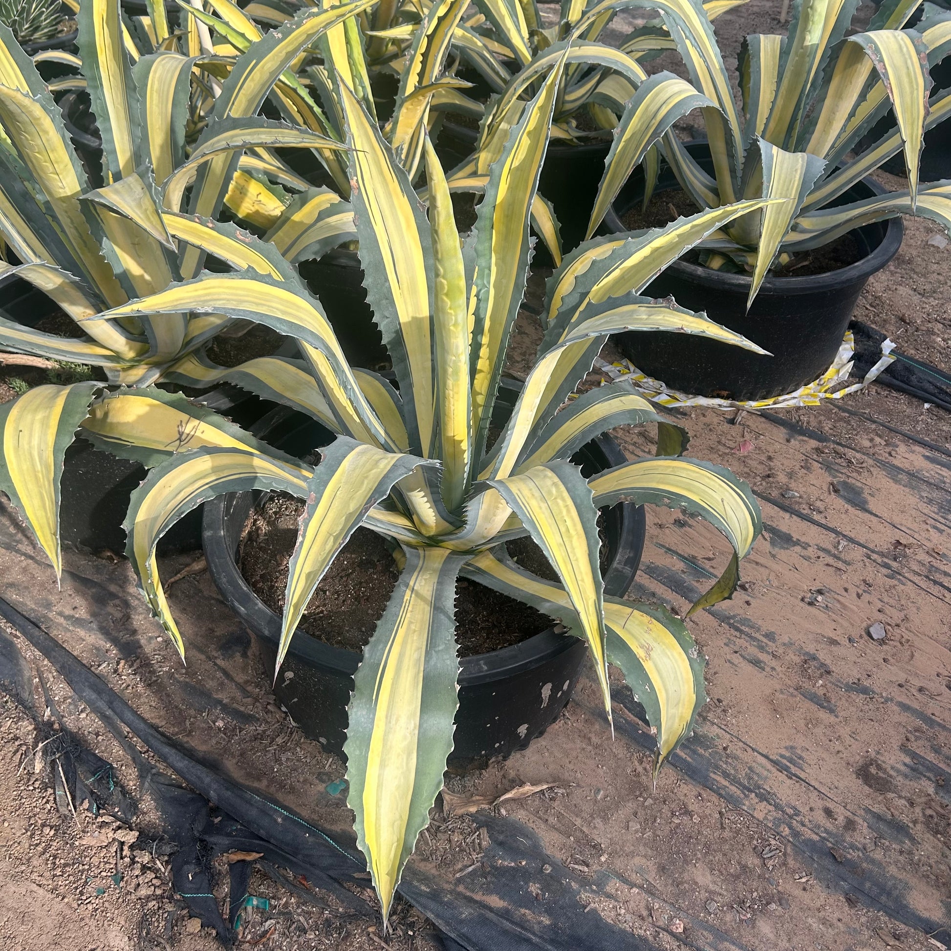 25 gallon Agave Medio Picta Alba Yellow (Agave americana 'Medio Picta Alba') in nursery pot — Phoenix, AZ
