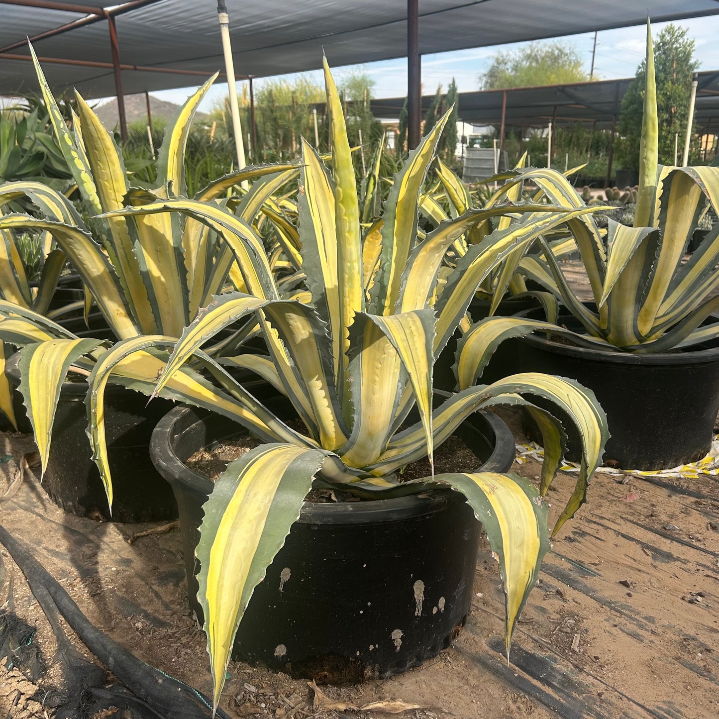 25 gallon Medio Picta Alba Yellow Agave (Agave americana 'Medio Picta Alba Yellow') in nursery pot — Phoenix, AZ