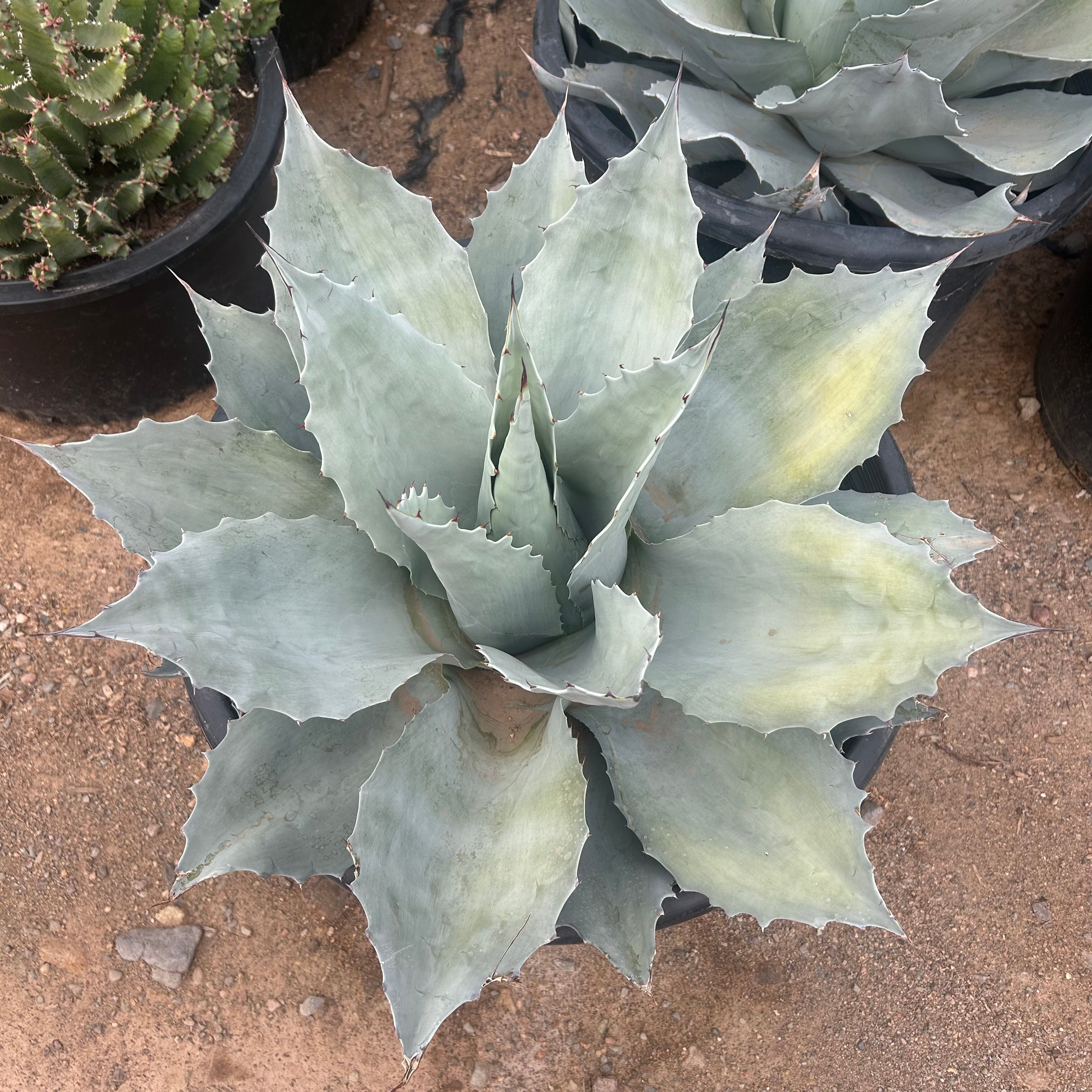 Buy Whale's Tongue Agave Phoenix | Agave ovatifolia | Three
