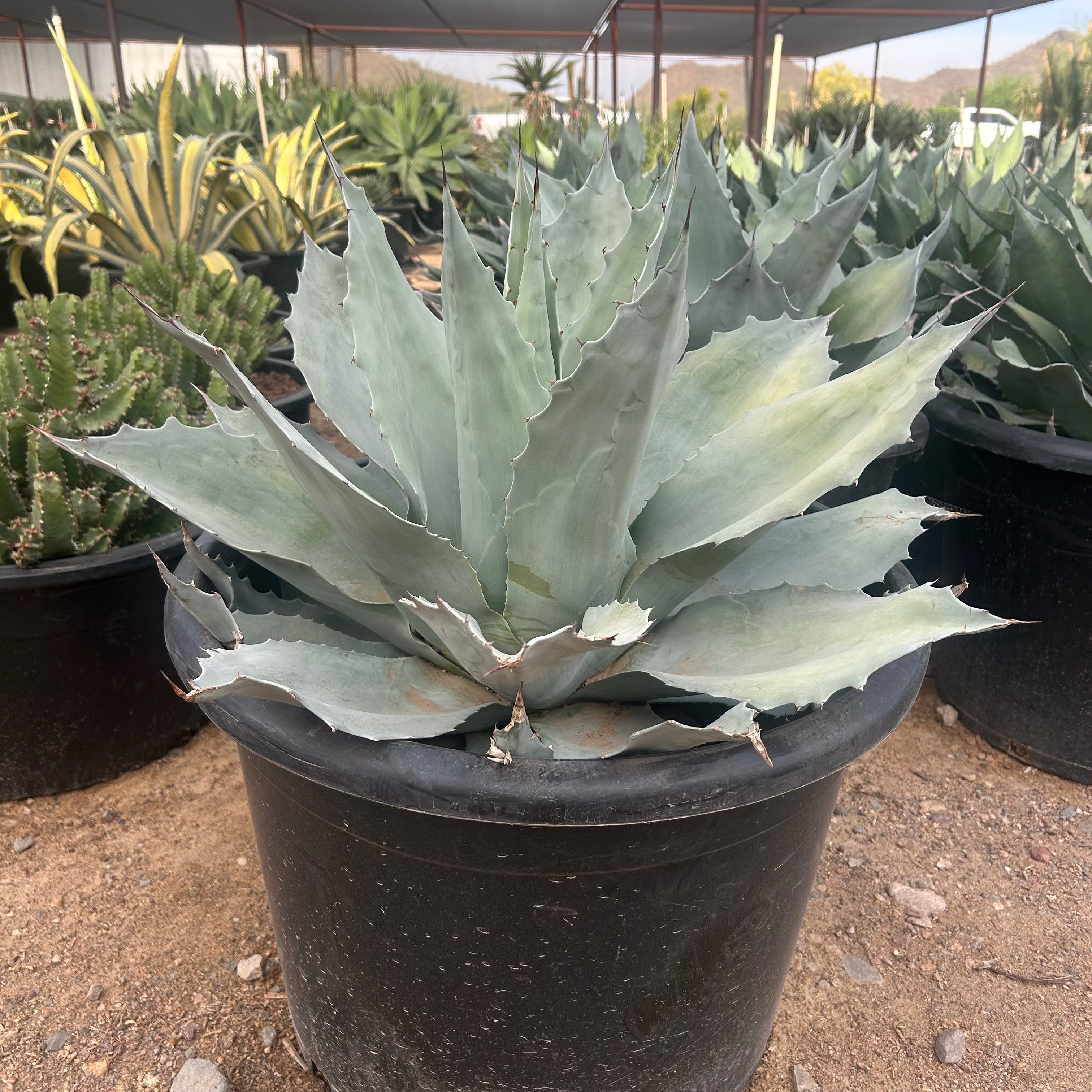 Buy Whale's Tongue Agave Phoenix | Agave ovatifolia | Three