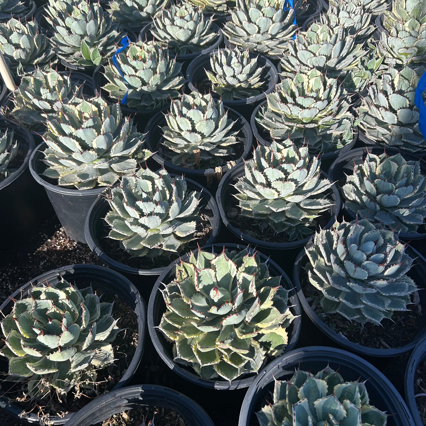 5 gallon Kichiokan Agave (Agave potatorum 'Kichiokan') in nursery pot — Phoenix, AZ