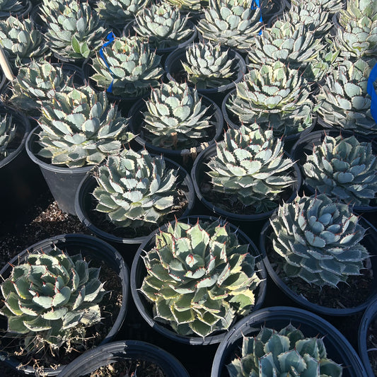 5 gallon Kichiokan Agave (Agave potatorum 'Kichiokan') in nursery pot — Phoenix, AZ