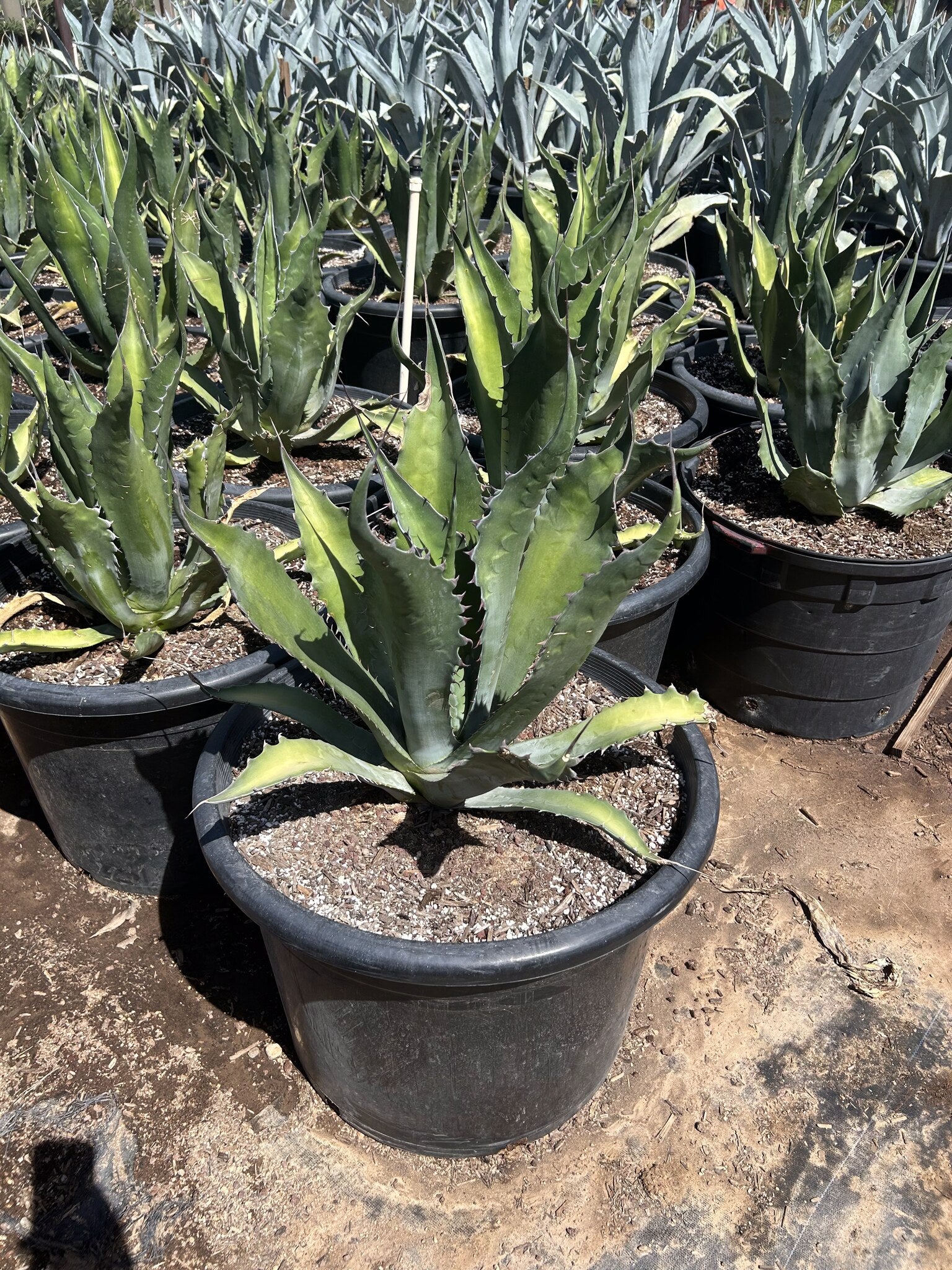 Buy Agave Salmiana Phoenix, AZ | Maguey de Pulque | Three Timbers