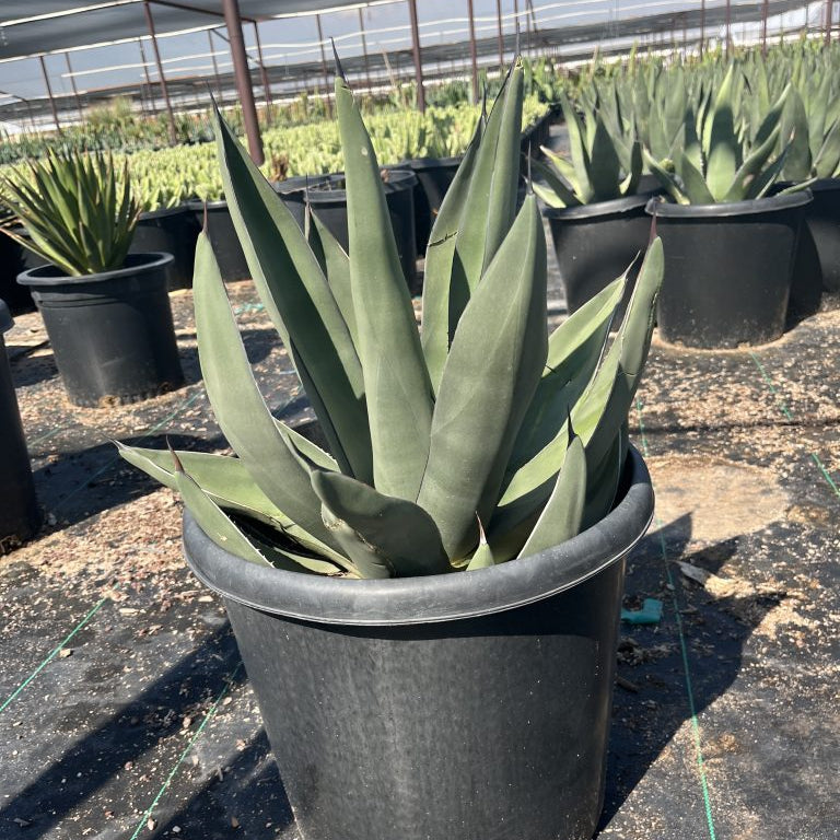 Sharkskin Agave
