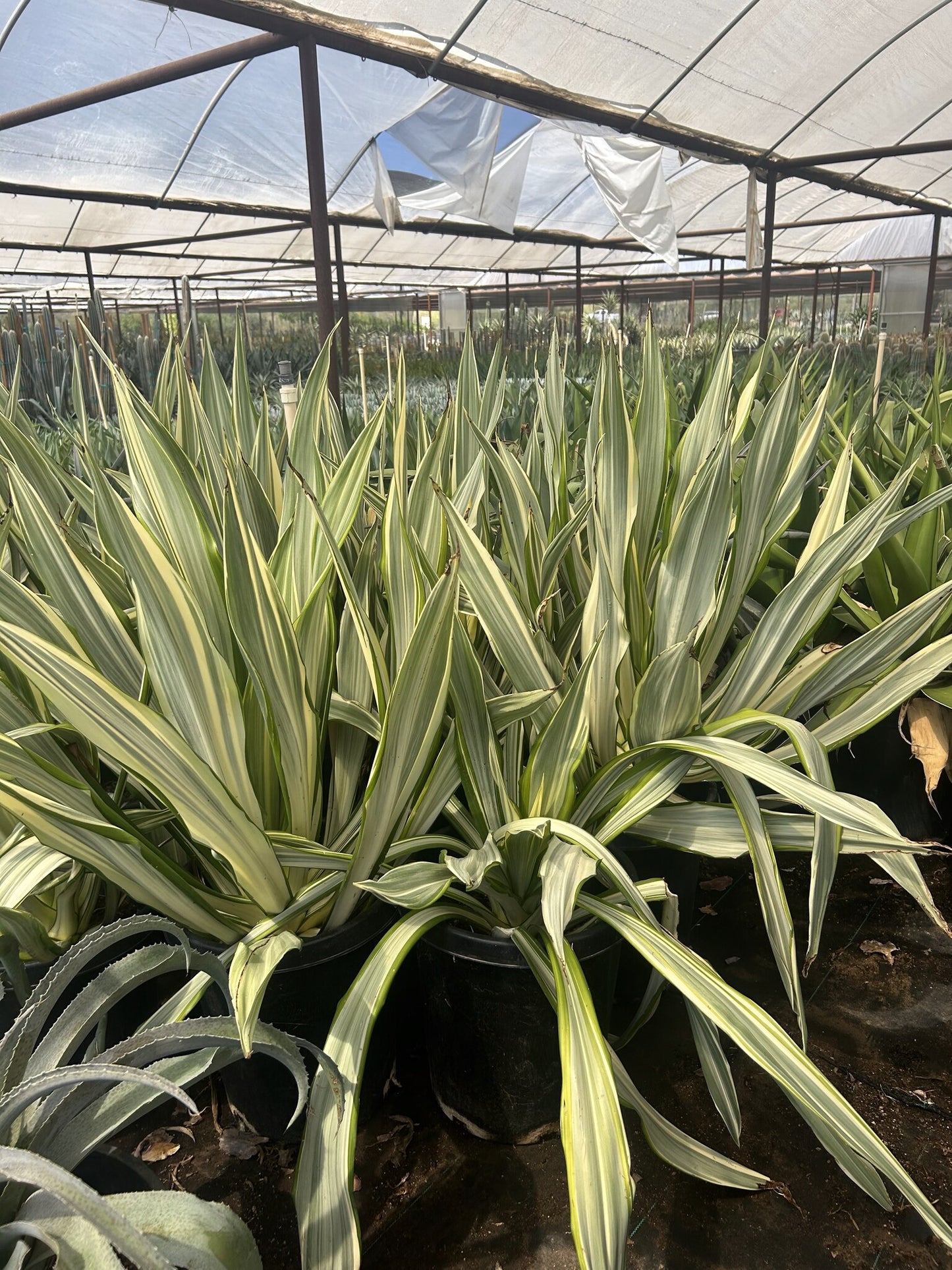 Agave Sisalana variegated 10/15 Gallon