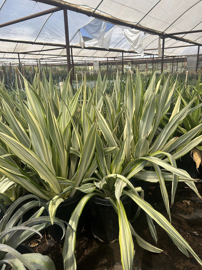 Agave Sisalana variegated 10/15 Gallon