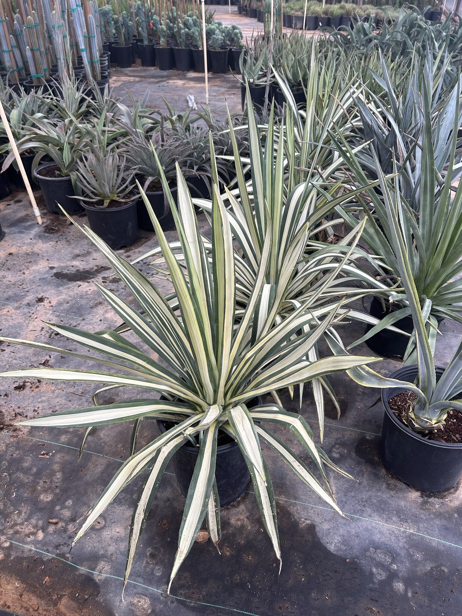 Agave Sisalana Variegated Phoenix, AZ | Agave sisalana | Three