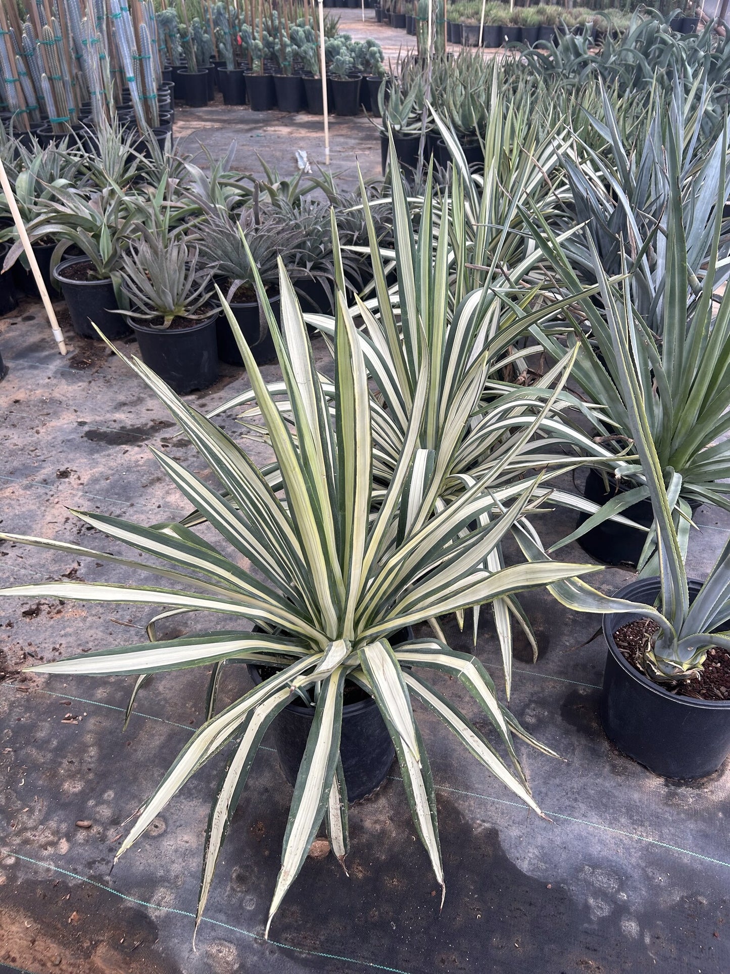 Agave Sisalana Variegated - 3/5 Gallon