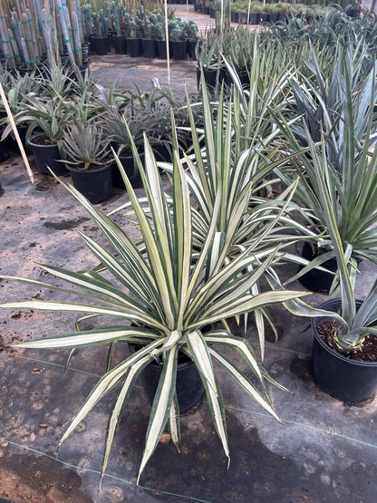 Agave Sisalana Variegated - 3/5 Gallon